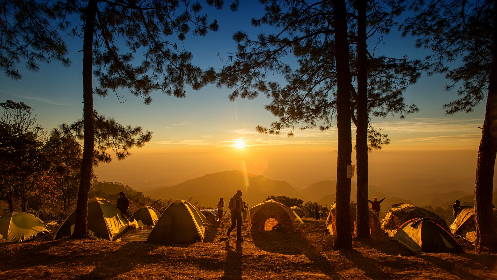 Tiendas de campaña entre pinos al atardecer